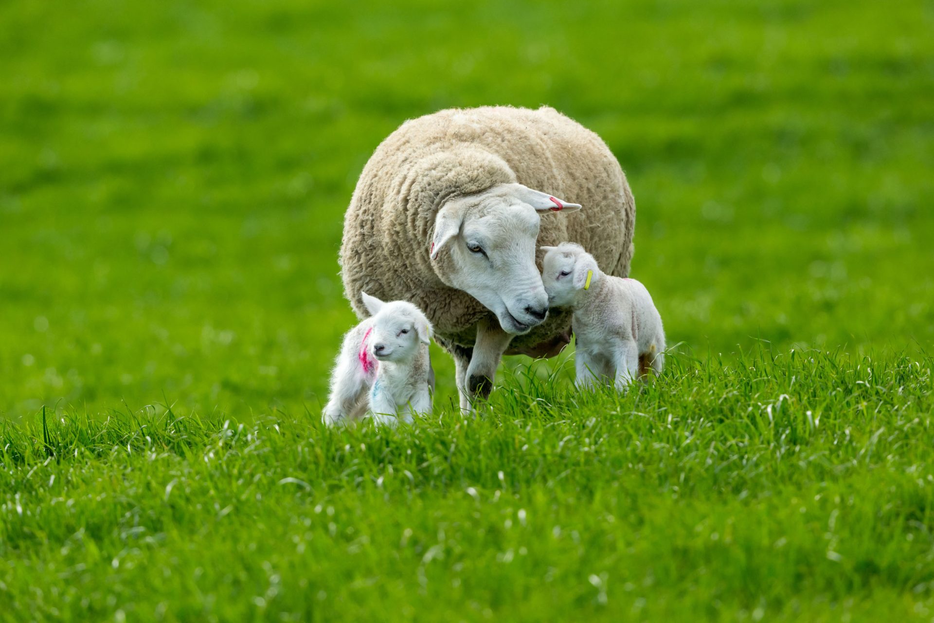 Pre year end tax planning – Farming